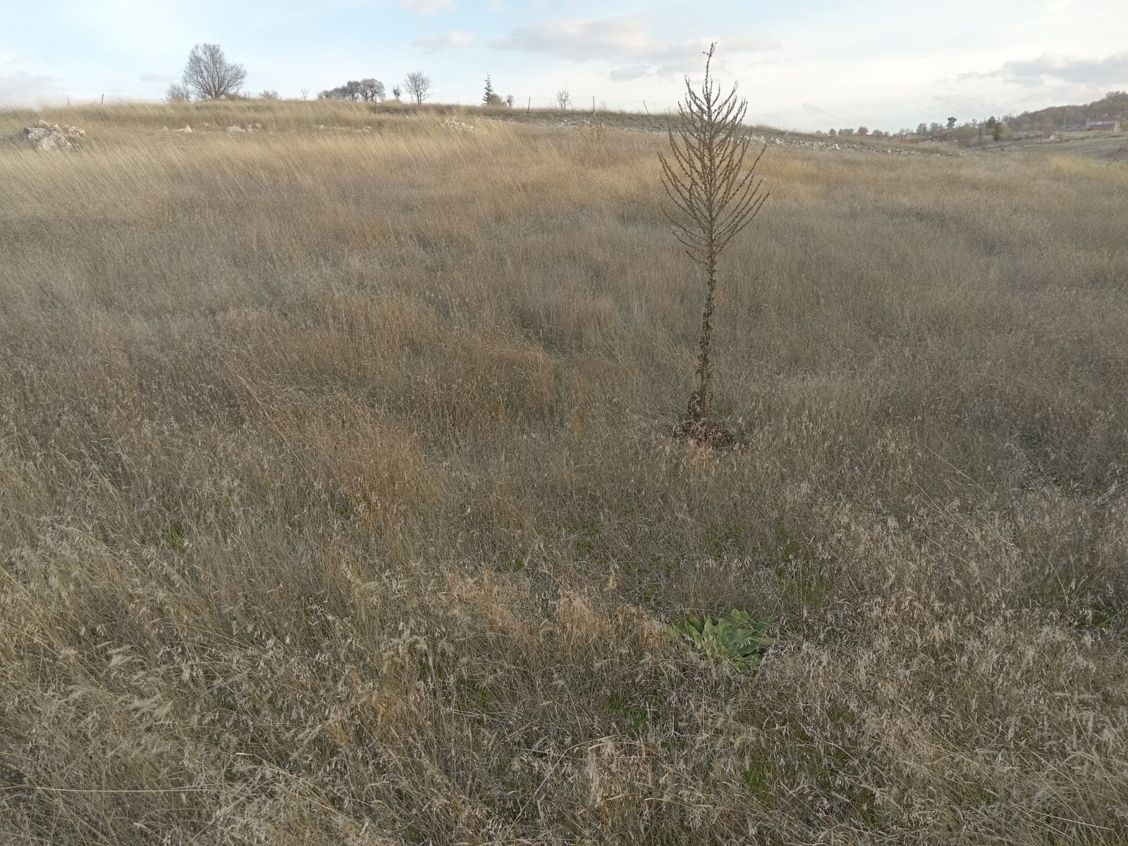 WhatsApp Image 2023-11-16 at 13.42.41